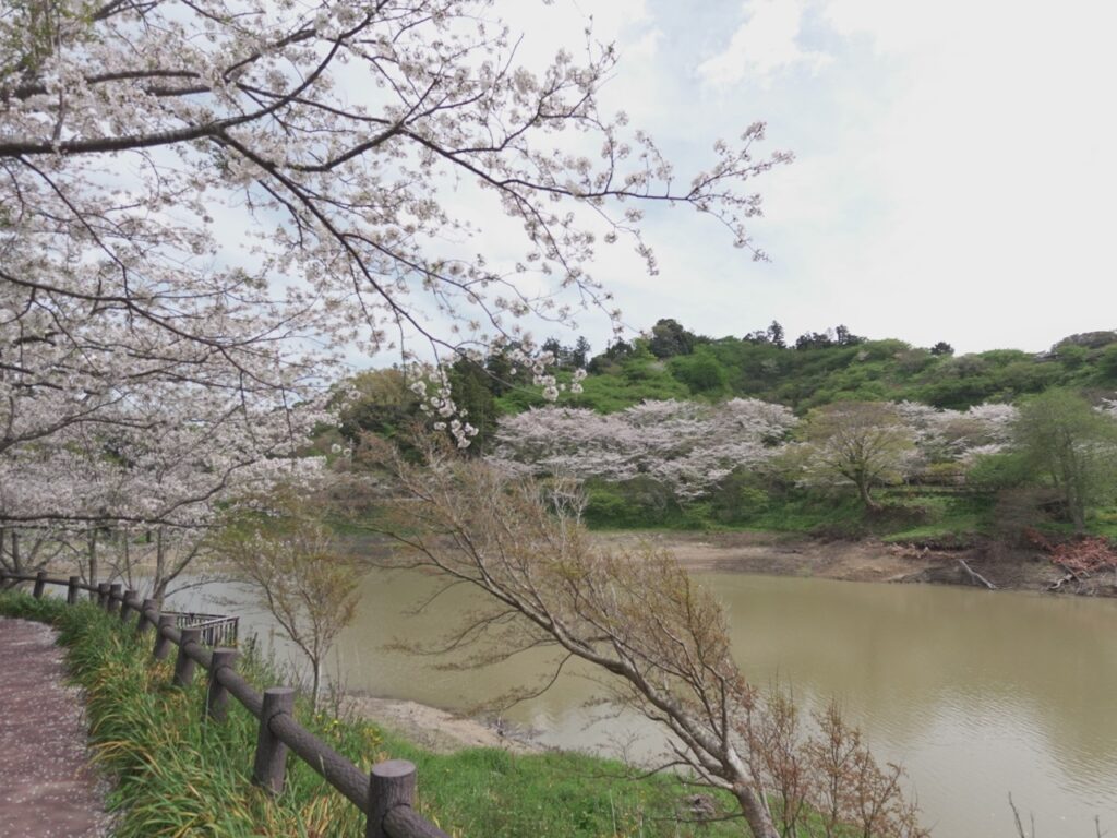 佐久間ダム公園と桜