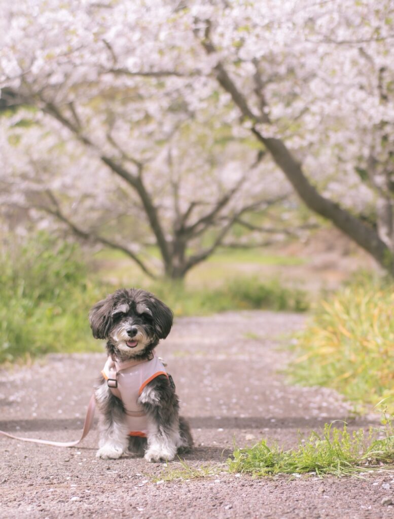 桜の時期の佐久間ダム公園