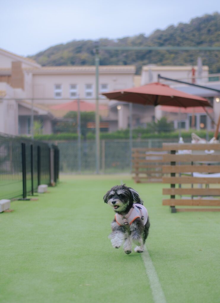 DANQOO地上ドッグランで遊ぶミニチュアシュナウザー