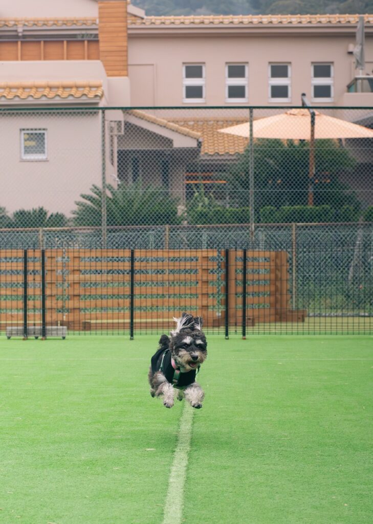 DANQOOの地上ドッグランと飛行犬